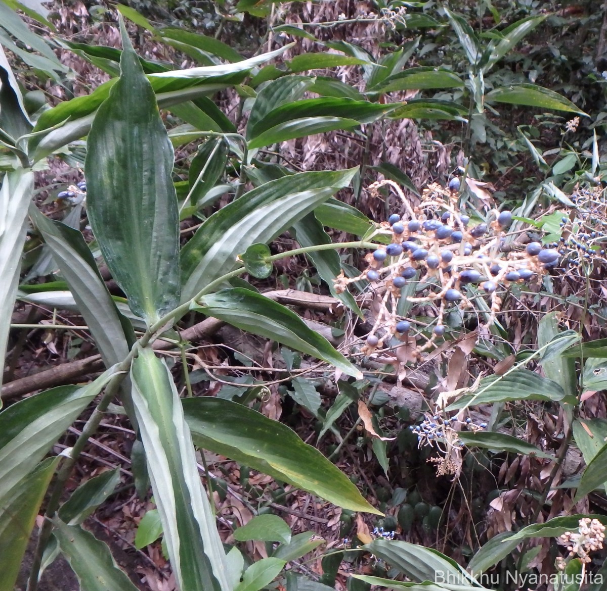 Pollia secundiflora (Blume) Bakh.f.